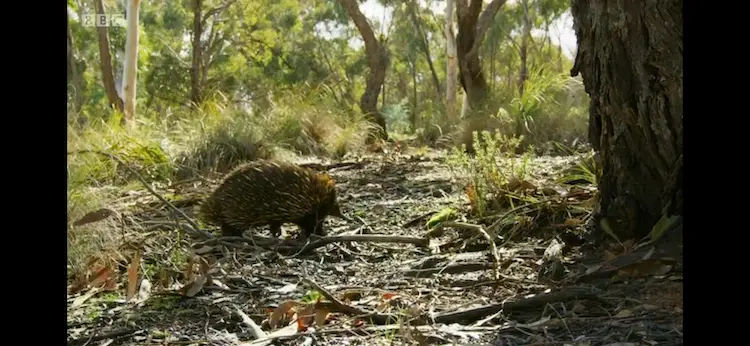 Short-beaked echidna (Tachyglossus aculeatus aculeatus) as shown in Seven Worlds, One Planet - Australia